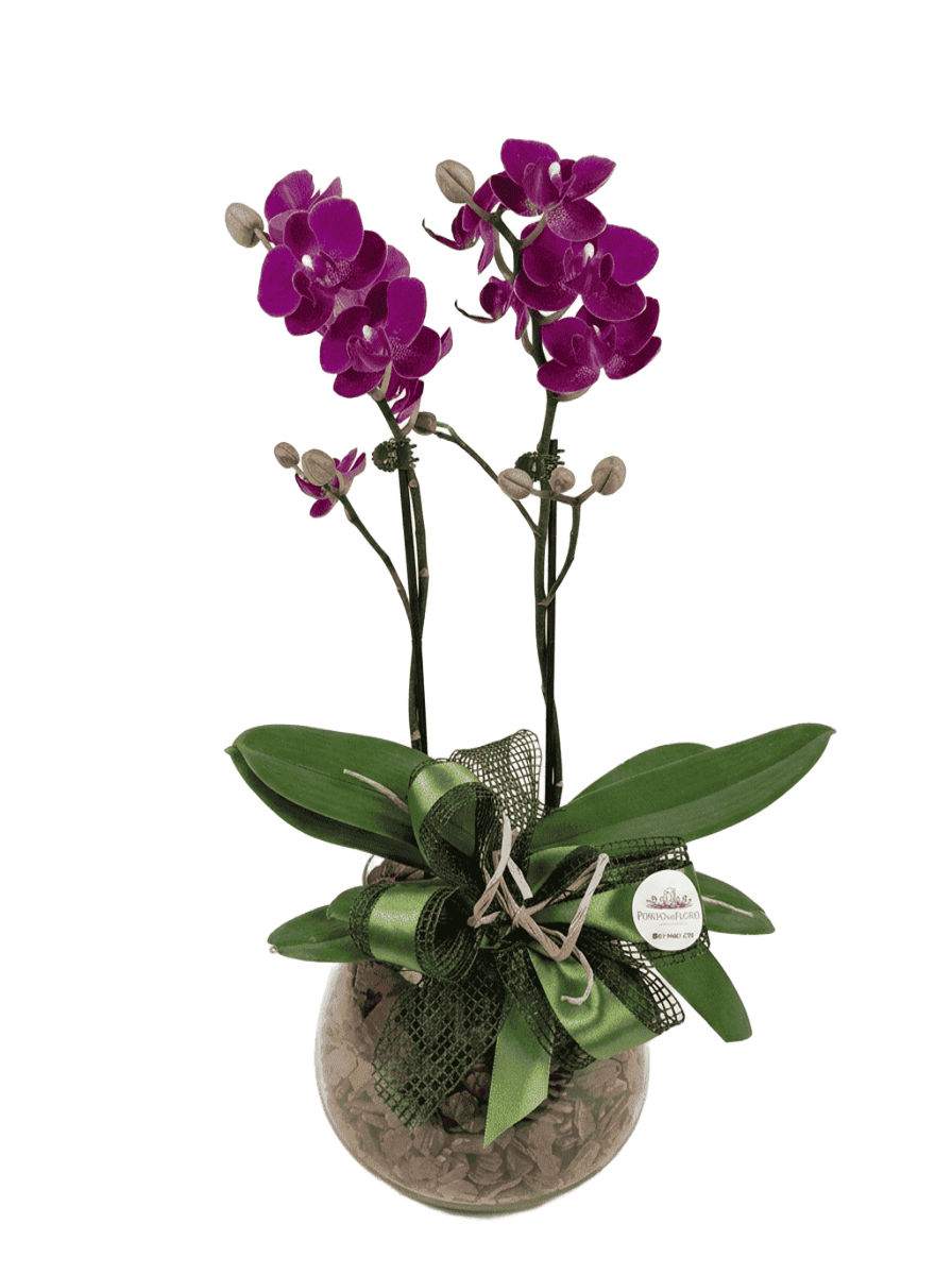 Orquidea