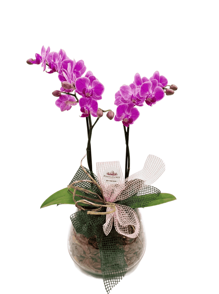 Orquidia media Orquidea em cachepo de vidro e laco R 19500